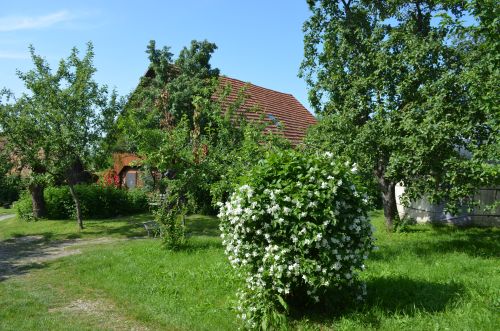 Zöld diófa - Panzió