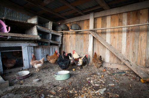 Zöld diófa - Panzió